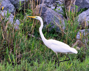 great white heron