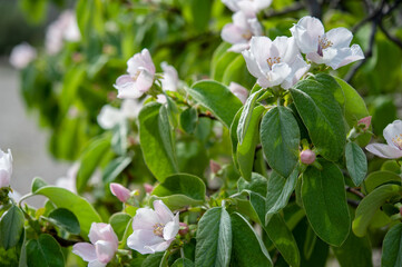 Cydonia oblonga is the sole member of the genus Cydonia in the family Rosaceae. Copy space..