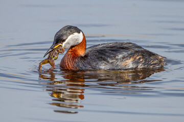 Rothalstaucher (Podiceps grisegena)