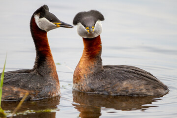 Rothalstaucher (Podiceps grisegena)