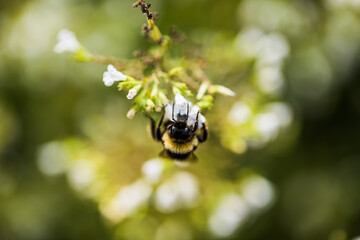 Hummel beim Blütenstaub sammeln