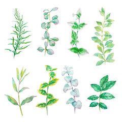 Obraz premium Vector Set watercolor elements - herbs, leaf. Collection garden, wild foliage, branches. Illustration isolated on white background.
