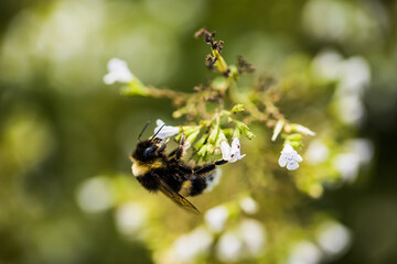 Hummel beim Bl&uuml;tenstaub sammeln
