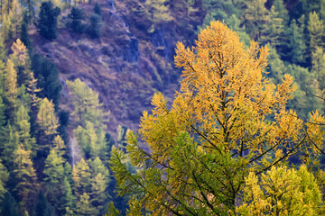 scenery yellow larch beautiful autumn forest, ecology climate change