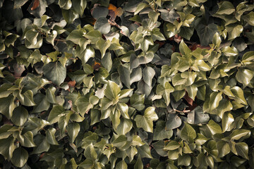 Photo of green leaves texture background with nice pattern. Clean environment. Organic natural background.