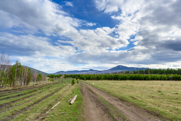 Fototapeta na wymiar South Ural forest road with a unique landscape, vegetation and diversity of nature.
