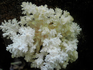 White edible mushroom Hercium corallodes on an old rotting tree