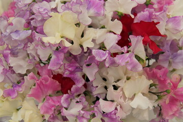 A Background Image of Sweet Peas Colourful Flowers.