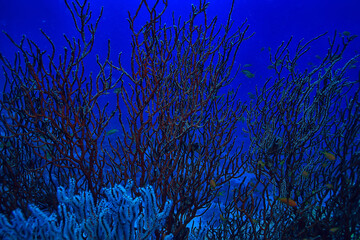 Fototapeta na wymiar tropical sea underwater background diving ocean