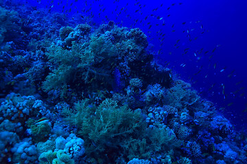 tropical sea underwater background diving ocean