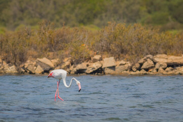 flamingos in the water