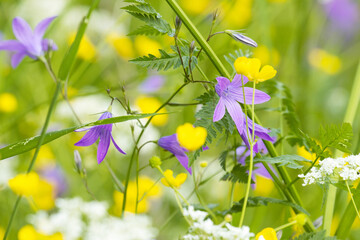 Beautiful purple Spreading bellflower, Campanula patula in the middle of other blooming wildflowers on a summery meadow in Estonia, Northern Europe