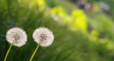 Two dandelion circles in nature