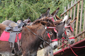 Three Donkeys with Saddles Ready for Riding.