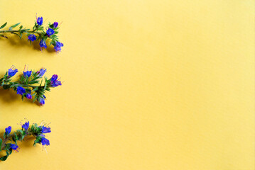 beautiful small purple flowers on a yellow background. top view, space for text