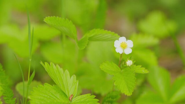 Beautiful strawberry bushes with white flowers and green leaves growing outdoors. Wild strawberry flower sways in the wind. Selective focus.