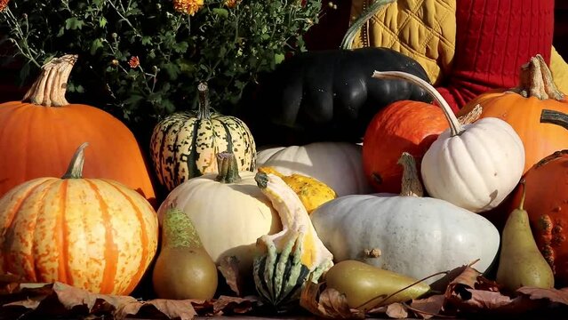 pumpkins and gourds display, senior creating a colourful Autumn display for Halloween festivities on a bench outdoors