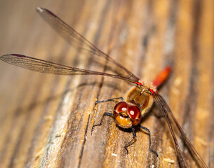 dragonfly on a piece of wood