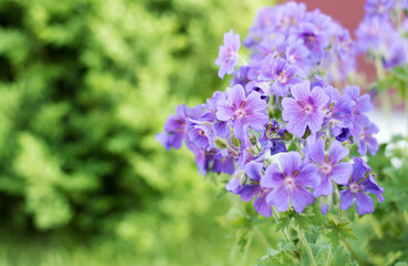 Obraz premium Geranium magnificum, purple cranesbill, is species of plant in genus Geranium, family Geraniaceae. It is result of hybridisation between Geranium platypetalum and Geranium ibericum.