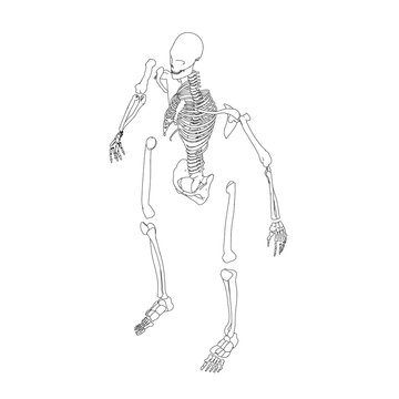 The contour of the disassembled human skeleton from black lines isolated on a white background. Isometric view. Vector illustration.