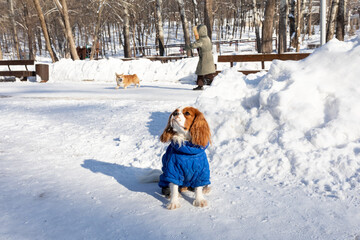 Cavalier King Charles spaniel. A dog in warm winter clothes sits in the snow in the park and looks at the owner. Walking pets