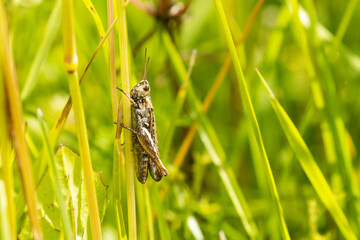 A small grasshopper stopping on a hay straw on a summery dry meadow in Estonia, Northern Europe