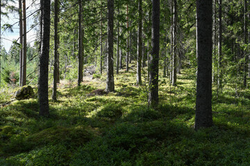 Forest in summer