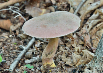 Edible mushroom (Leccinum chromapes)