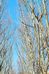 Empty branches of naked trees . Springtime forest 