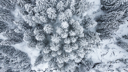 alberi montagna bosco inverno neve 