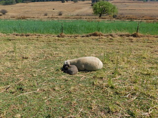 A super cute photograph of a Hampshire Down Lamb lying cuddled up in the Mother Ewe's neck on a oats planation that has been partially eaten, in Gauteng, South Africa on a sunny day