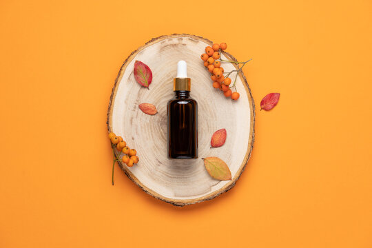 Wood slice podium on orange background with dark glass cosmetic bottle. Autumn rowan berries and leaves. Top view  showcase, product, promotion sale, presentation, beauty cosmetic
