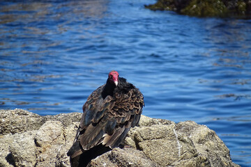 Country vulture on the beach