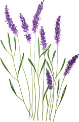 Lavender flowers watercolor, PNG.
