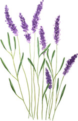 Naklejka premium Lavender flowers watercolor, PNG.