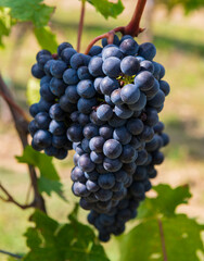 Wine, v&iacute;no, hrozny, viyeard