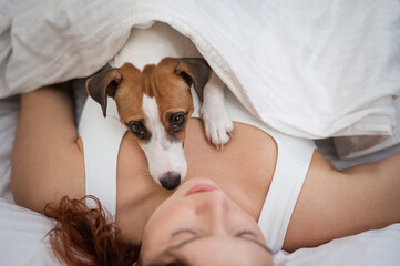 Dog Jack Russell Terrier sleeps wrapped in a blanket on his mistress.