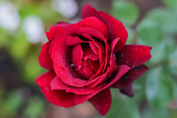 red rose with water drops