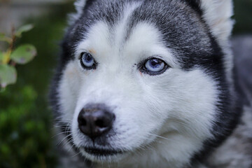 siberian husky dog