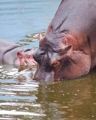 hippopotamus in river