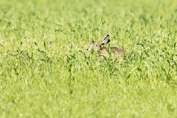 Large Brown hare on a spring grassland and eating fresh plants. Shot in Estonia.