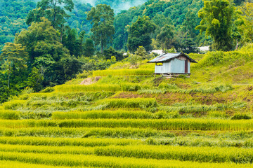Hut and Shack in the rice field ,Pa Pong Pieng , Mae Chaem, Chiang Mai, Thailand