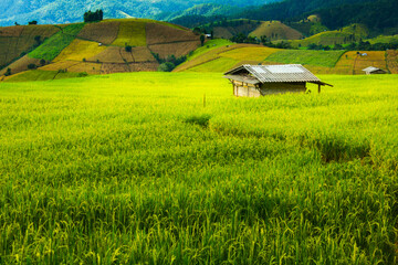 Fototapeta premium Hut and Shack in the rice field ,Pa Pong Pieng , Mae Chaem, Chiang Mai, Thailand