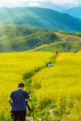Fototapeta na wymiar people traveler walk on terraced rice fields at Chiang Mai, Thailand.