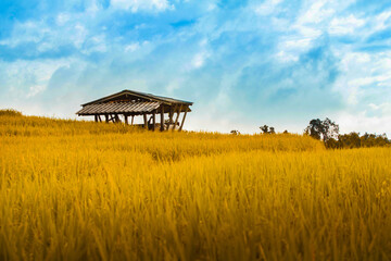 Hut and Shack in the rice field ,Pa Pong Pieng , Mae Chaem, Chiang Mai, Thailand