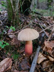 Caloboletus calopus. Inedible mushroom. Also known as the bitter beech bolete or scarlet-stemmed bolete. Mushroom with gray-brown cap and yellow-red stem