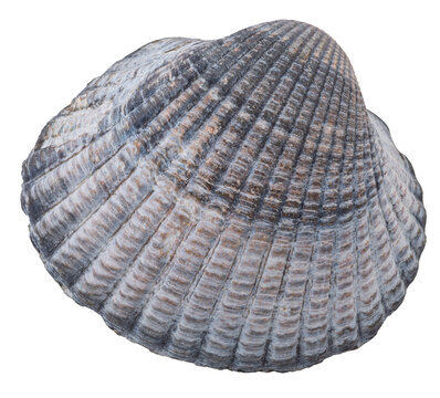 Isolated grey sea shell