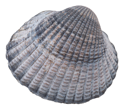 Isolated grey sea shell