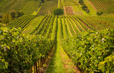 Fototapeta premium Viyeard, win, landscape