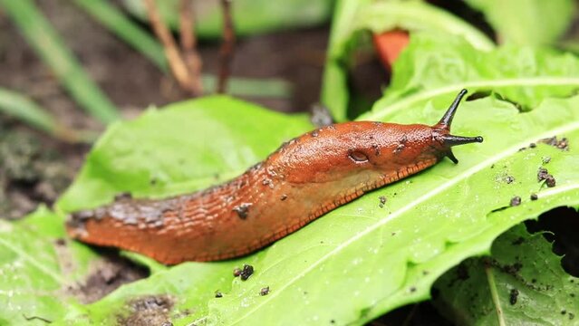 The slug crawls over the green vegetation after the rain. A gastropod mollusk without a shell in nature. Pest